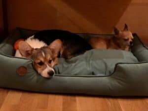 CLAN IRONHORN ANSAREM RUNOPLET (Купер) среди домашних питомцев, собаке 6 месяцев