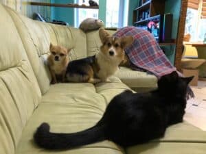 CLAN IRONHORN ANSAREM RUNOPLET (Купер), собаке 6 месяцев, общается с домашними питомцами