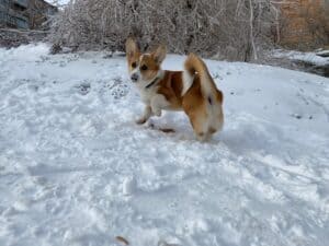 CLAN IRONHORN ARMSTRONG JAZZ, рыже-белый кобель, живёт во Владивостоке, щенку 6 месяцев