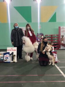 Кобель вельш корги пемброк ZELENAYA DOLINA MERCURY WINNER N/B с хендлером на выставке в Воронеже