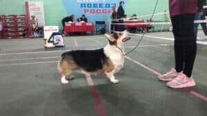 Кобель-производитель вельш корги пемброк ZELENAYA DOLINA MERCURY WINNER N/B на выставке собак в Воронеже 21.11.2020, высокие результаты под руководством хендлера А. Мажаровой