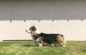 Вельш корги пемброк ZELENAYA DOLINA MERCURY WINNER N/B получает награды на выставке в Воронеже