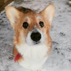 CLAN IRONHORN ALLA-VIKTORIYA (Аля), рыже-белая сука вельш корги пемброк, фото из жизни в Карелии