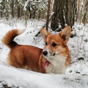 CLAN IRONHORN ALLA-VIKTORIYA (Аля) играет в Карелии, рыже-белая сука вельш корги пемброк