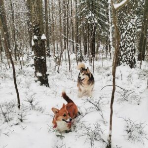 CLAN IRONHORN ALLA-VIKTORIYA (Аля) отдыхает в Карелии, рыже-белая сука вельш корги пемброк