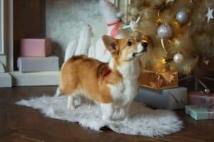 CLAN IRONHORN ALLA-VIKTORIYA (Аля) исследует природу Карелии, рыже-белая сука вельш корги пемброк