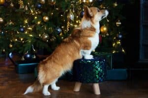 CLAN IRONHORN ALLA-VIKTORIYA (Аля) на прогулке в Карелии, рыже-белая сука вельш корги пемброк