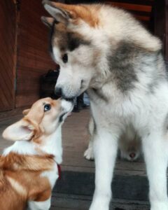 CLAN IRONHORN ALLA-VIKTORIYA (Аля) позирует у озера в Карелии, рыже-белая сука вельш корги пемброк