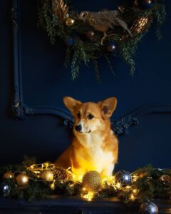 CLAN IRONHORN ALLA-VIKTORIYA (Аля) в лесу Карелии, рыже-белая сука вельш корги пемброк