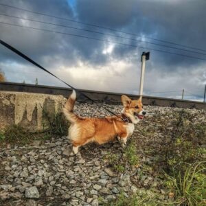 CLAN IRONHORN ALLA-VIKTORIYA (Аля) гуляет по тропе в Карелии, рыже-белая сука вельш корги пемброк