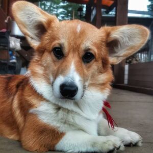 CLAN IRONHORN ALLA-VIKTORIYA (Аля) позирует с хозяином в Карелии, рыже-белая сука вельш корги пемброк