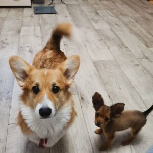 CLAN IRONHORN ALLA-VIKTORIYA (Аля) позирует на камне в Карелии, рыже-белая сука вельш корги пемброк