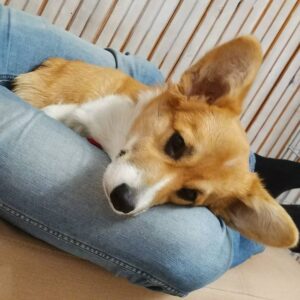 CLAN IRONHORN ALLA-VIKTORIYA (Аля) позирует на закате в Карелии, рыже-белая сука вельш корги пемброк