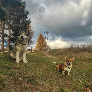 CLAN IRONHORN ALLA-VIKTORIYA (Аля) исследует природу Карелии, рыже-белая сука вельш корги пемброк