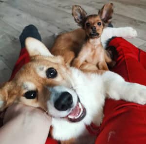 CLAN IRONHORN ALLA-VIKTORIYA (Аля) на прогулке в Карелии, рыже-белая сука вельш корги пемброк