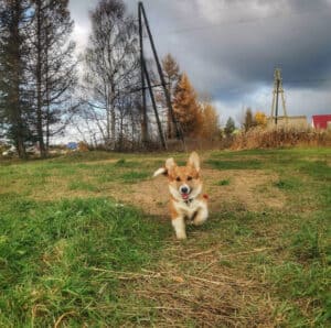 CLAN IRONHORN ALLA-VIKTORIYA (Аля) играет с игрушкой в Карелии, рыже-белая сука вельш корги пемброк