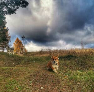 CLAN IRONHORN ALLA-VIKTORIYA (Аля) отдыхает в тени в Карелии, рыже-белая сука вельш корги пемброк