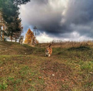 CLAN IRONHORN ALLA-VIKTORIYA (Аля) позирует с хозяином в Карелии, рыже-белая сука вельш корги пемброк