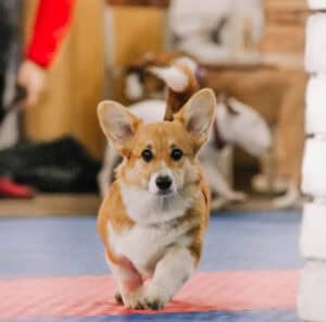 CLAN IRONHORN ALLA-VIKTORIYA (Аля) смотрит на закат в Карелии, рыже-белая сука вельш корги пемброк