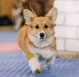 CLAN IRONHORN ALLA-VIKTORIYA (Аля) позирует на камне в Карелии, рыже-белая сука вельш корги пемброк