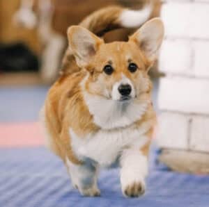 CLAN IRONHORN ALLA-VIKTORIYA (Аля) отдыхает на природе в Карелии, рыже-белая сука вельш корги пемброк