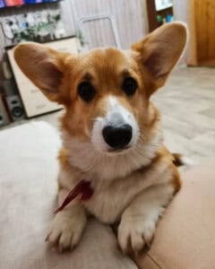 CLAN IRONHORN ALLA-VIKTORIYA (Аля) позирует у дерева в Карелии, рыже-белая сука вельш корги пемброк