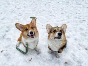 На Новогодние праздники в Курске встретились выпускники Купер CLAN IRONHORN ANSAREM RUNOPLET и Шнапс CLAN IRONHORN ALEKSANDR MAKKUIN, весёлые моменты