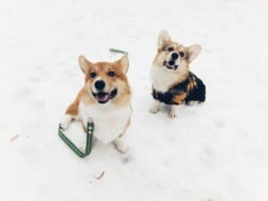 Выпускники нашего питомника — Купер и Шнапс — встретились на новогодних праздниках в Курске