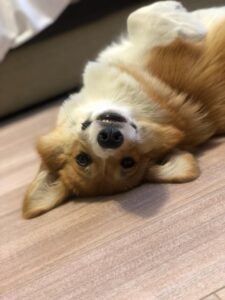 CLAN IRONHORN ADAMANT RINN (Монро) в домашней обстановке, собаке 1 год