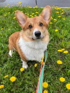 CLAN IRONHORN ALEKSANDR MAKKUIN (Шнапс) — выпускник питомника вельш корги пемброк, один год