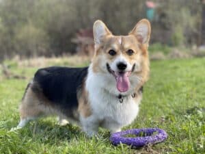 CLAN IRONHORN ANSAREM RUNOPLET (Купер), собаке 1 год, отмечает день рождения