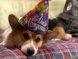 CLAN IRONHORN ANSAREM RUNOPLET (Купер) получает подарки на день рождения, собаке 1 год