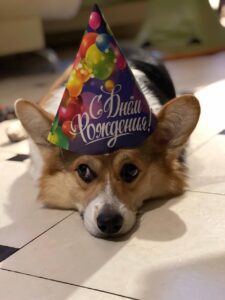 CLAN IRONHORN ANSAREM RUNOPLET (Купер) празднует день рождения с хозяевами, собаке 1 год