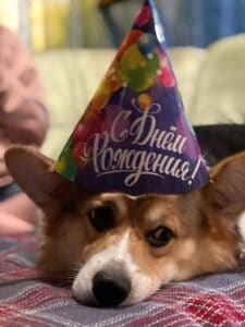 CLAN IRONHORN ANSAREM RUNOPLET (Купер) с праздничной игрушкой на день рождения, собаке 1 год