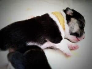 CLAN IRONHORN BAGIRA исследует дом, щенок вельш корги пемброк