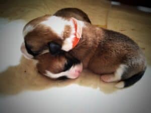 CLAN IRONHORN BRITANIYA на руках у заводчика, щенок вельш корги пемброк