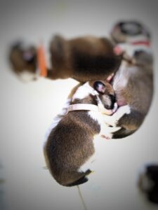 CLAN IRONHORN BARBRA STREISAND отдыхает, щенок вельш корги пемброк