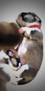 CLAN IRONHORN BRIDGET JONES, 1 месяц жизни, игра с братьями и сёстрами