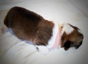 BOLIVIYSKAYA BABOCHKA N/B (Болли), щенок вельш корги пемброк, одна неделя, фотосессия