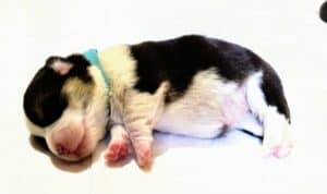 CLAN IRONHORN BELLA SWAN, первый месяц жизни, сон щенка вельш-корги пемброк