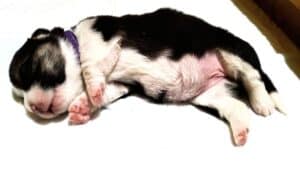 CLAN IRONHORN BAMBINO STAR отдыхает, щенок вельш корги пемброк