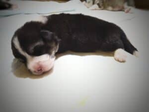 CLAN IRONHORN BERNARD SHAW, первый месяц жизни, щенок вельш-корги пемброк исследует окружающий мир