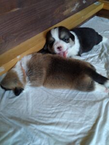 CLAN IRONHORN BRITANIYA с мамой, щенок вельш корги пемброк