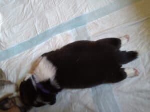 CLAN IRONHORN BAMBINO STAR играет, щенок вельш корги пемброк