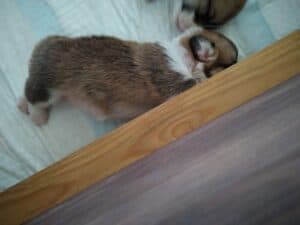 BOLIVIYSKAYA BABOCHKA N/B (Болли), щенок вельш корги пемброк, три недели