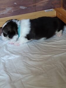 CLAN IRONHORN BELLA SWAN, первый месяц жизни, игра с братьями и сёстрами