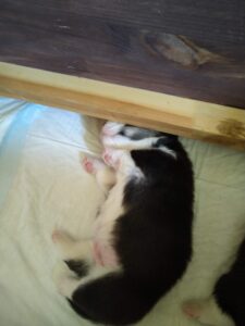 CLAN IRONHORN BIANKA исследует мир, щенок вельш корги пемброк