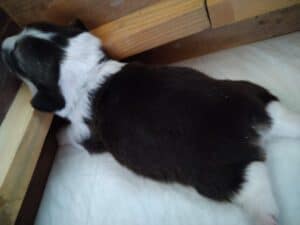 CLAN IRONHORN BIANKA со своей мамой, щенок вельш корги пемброк