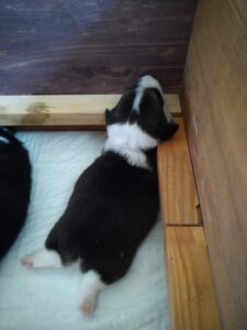 CLAN IRONHORN BIANKA среди братьев и сестёр, щенок вельш корги пемброк