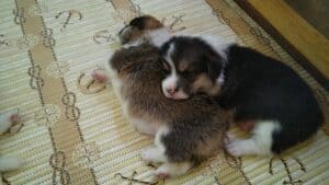 Первый шаг CLAN IRONHORN BIANKA, щенок вельш корги пемброк